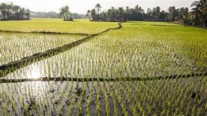 Global Rice Supply Under Threat as War and&hellip;