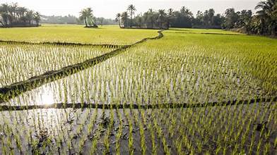 Global Rice Supply Under Threat as War and Weather Risks Intensify
