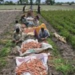 Global Rice Supply Faces Fresh Threats as El Niño and Middle East Crisis Raise Alarm