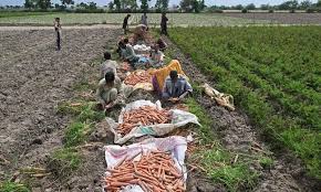 Global Rice Supply Faces Fresh Threats as El&hellip;