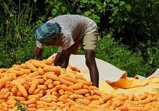 Heatwave Alert Raises Concerns Over Rabi Harvest and Farm Output