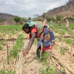Global Food Security Concerns Persist Amid Climate and Geopolitical Pressures