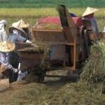 Global Agricultural Research Investment Crosses $50 Billion, FAO Reports
