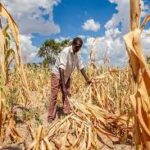 South African Farmers Brace for Possible El Niño Impact