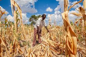 South African Farmers Brace for Possible El Niño&hellip;