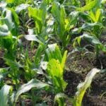 International Efforts Intensify to Protect Crops from Pests and Plant Diseases