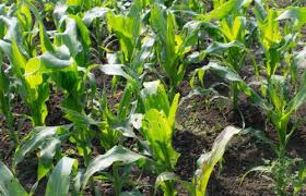 International Efforts Intensify to Protect Crops from Pests&hellip;