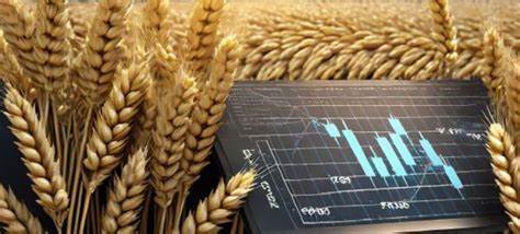 Global Wheat Prices Surge Nearly 30% Amid Drought and Input Crisis