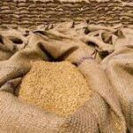 Wheat Prices Surge as Severe Drought Threatens Global Grain Supplies