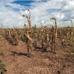 FAO Warns Extreme Heat Is Severely Impacting Global Agriculture