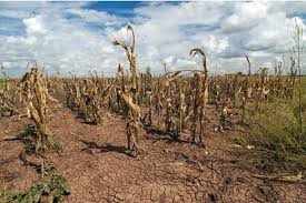 FAO Warns Extreme Heat Is Severely Impacting Global&hellip;