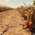 Extreme Heat Threatens Global Crop Production and Food Security