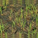 Extreme Heat Threatens Global Food Systems, UN Warns