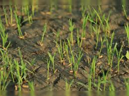 Extreme Heat Threatens Global Food Systems, UN Warns