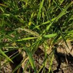 International Scientists Launch Global Initiative for Climate-Resilient Rice