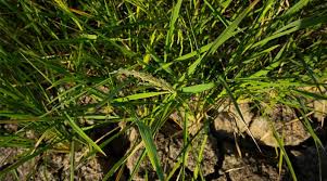 International Scientists Launch Global Initiative for Climate-Resilient Rice
