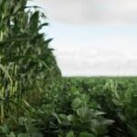 USDA Releases First 2026 Outlook for Global Crops, Signals Tighter Grain Supplies