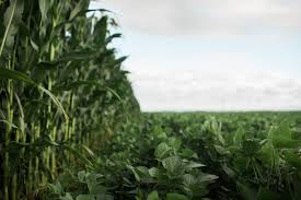 USDA Releases First 2026 Outlook for Global Crops,&hellip;