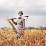 India’s Wheat Production Remains Stable Despite Weather Challenges
