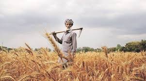 India’s Wheat Production Remains Stable Despite Weather Challenges