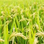 Climate-Resilient Crop Varieties Take Center Stage in India’s Food Security Strategy