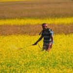 Global Fertilizer Prices Surge Amid Supply Chain Disruptions and Geopolitical Tensions