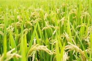 Climate-Resilient Crop Varieties Take Center Stage in India’s&hellip;