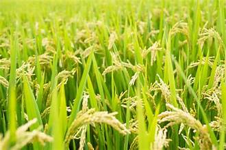Climate-Resilient Crop Varieties Take Center Stage in India’s&hellip;