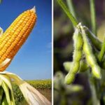 USDA Forecasts Strong Corn and Soybean Production in Brazil