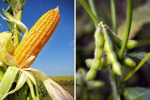 USDA Forecasts Strong Corn and Soybean Production in&hellip;