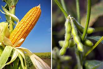 USDA Forecasts Strong Corn and Soybean Production in&hellip;