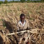 US Farmers Hit by Severe Drought as Climate Pressures Intensify