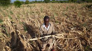 US Farmers Hit by Severe Drought as Climate&hellip;