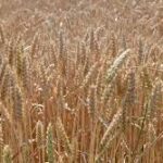 Global Wheat and Barley Markets Tighten Amid Dry Weather Concerns
