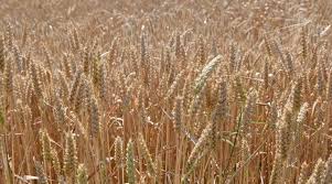 Global Wheat and Barley Markets Tighten Amid Dry&hellip;