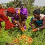 FAO Launches Major Initiative for Women Farmers in 2026