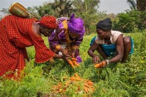 FAO Launches Major Initiative for Women Farmers in&hellip;