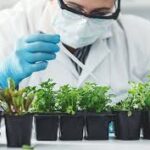 Nuclear Science Playing Growing Role in Protecting Global Crops