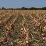 Europe’s Record Heatwave Threatens Agriculture as Crops, Livestock Face Growing Stress