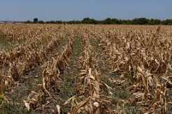 Europe’s Record Heatwave Threatens Agriculture as Crops, Livestock&hellip;