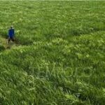 Indonesia Accelerates Rice Planting to Safeguard Food Security Ahead of Potential El Niño