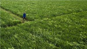 Indonesia Accelerates Rice Planting to Safeguard Food Security Ahead of Potential El Niño