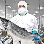 Global Aquaculture Production Crosses 100 Million Tonnes, Marking Historic Milestone for Food Security