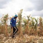 Super El Niño Threatens Global Agriculture as Experts Warn of Major Climate Disruptions