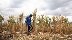 Super El Niño Threatens Global Agriculture as Experts Warn of Major Climate Disruptions