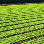 Agricultural Trade and Sustainability Take Center Stage Worldwide
