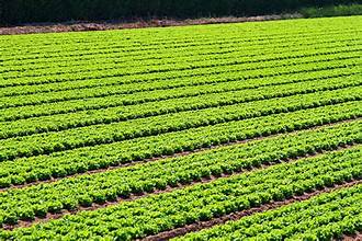 Agricultural Trade and Sustainability Take Center Stage Worldwide