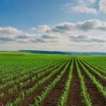 USDA Reports Mixed Outlook for Major Global Crops Amid Weather and Planting Challenges