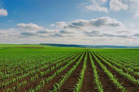 USDA Reports Mixed Outlook for Major Global Crops Amid Weather and Planting Challenges