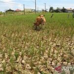India’s Record Grain Stocks Strengthen Food Security Amid El Niño Concerns